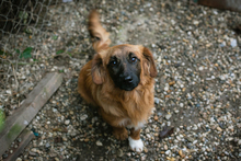 CHIPNR223448, Hund, Mischlingshund in Kroatien - Bild 3