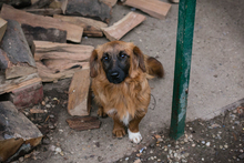 CHIPNR223448, Hund, Mischlingshund in Kroatien - Bild 4