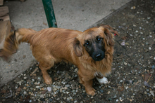 CHIPNR223448, Hund, Mischlingshund in Kroatien - Bild 5