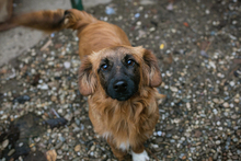 CHIPNR223448, Hund, Mischlingshund in Kroatien - Bild 6