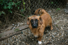 CHIPNR223448, Hund, Mischlingshund in Kroatien - Bild 7