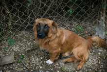 CHIPNR223448, Hund, Mischlingshund in Kroatien - Bild 8