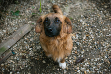 CHIPNR223448, Hund, Mischlingshund in Kroatien - Bild 9