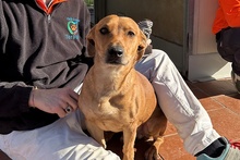 SALVO, Hund, Dackel-Terrier-Mix in Italien - Bild 1