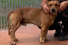 SALVO, Hund, Dackel-Terrier-Mix in Italien - Bild 11