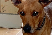 SALVO, Hund, Dackel-Terrier-Mix in Italien - Bild 13