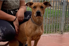 SALVO, Hund, Dackel-Terrier-Mix in Italien - Bild 15