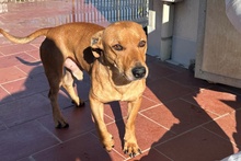 SALVO, Hund, Dackel-Terrier-Mix in Italien - Bild 16
