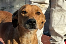 SALVO, Hund, Dackel-Terrier-Mix in Italien - Bild 17