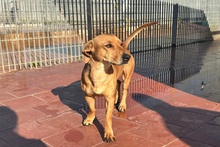 SALVO, Hund, Dackel-Terrier-Mix in Italien - Bild 2