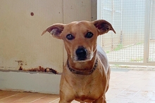 SALVO, Hund, Dackel-Terrier-Mix in Italien - Bild 21