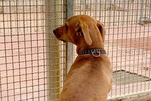 SALVO, Hund, Dackel-Terrier-Mix in Italien - Bild 22
