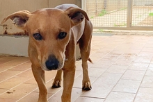 SALVO, Hund, Dackel-Terrier-Mix in Italien - Bild 24