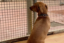 SALVO, Hund, Dackel-Terrier-Mix in Italien - Bild 26
