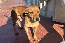 SALVO, Hund, Dackel-Terrier-Mix in Italien - Bild 4