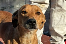 SALVO, Hund, Dackel-Terrier-Mix in Italien - Bild 5