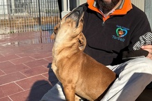 SALVO, Hund, Dackel-Terrier-Mix in Italien - Bild 6