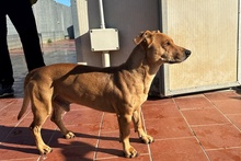 SALVO, Hund, Dackel-Terrier-Mix in Italien - Bild 7