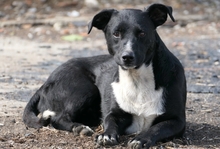 CHRIS, Hund, Mischlingshund in Rumänien - Bild 1