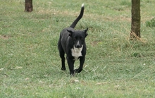 CHRIS, Hund, Mischlingshund in Rumänien - Bild 3