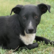 CHRIS, Hund, Mischlingshund in Rumänien - Bild 5