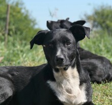 CHRIS, Hund, Mischlingshund in Rumänien - Bild 6