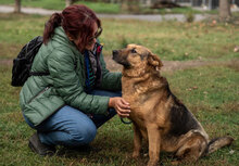 MOTEK, Hund, Mischlingshund in Bulgarien - Bild 2