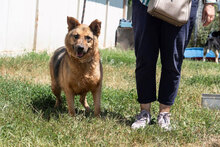 MOTEK, Hund, Mischlingshund in Bulgarien - Bild 3