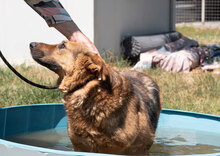 MOTEK, Hund, Mischlingshund in Bulgarien - Bild 5