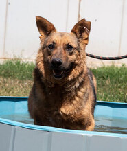 MOTEK, Hund, Mischlingshund in Bulgarien - Bild 6