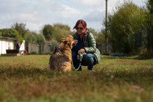 MOTEK, Hund, Mischlingshund in Bulgarien - Bild 9