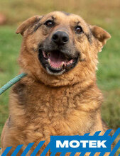 MOTEK, Hund, Mischlingshund in München - Bild 1