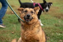 MOTEK, Hund, Mischlingshund in München - Bild 10