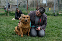 MOTEK, Hund, Mischlingshund in München - Bild 11
