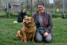 MOTEK, Hund, Mischlingshund in München - Bild 12