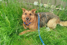 MOTEK, Hund, Mischlingshund in München - Bild 14