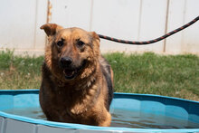 MOTEK, Hund, Mischlingshund in München - Bild 4