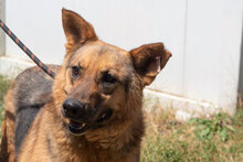 MOTEK, Hund, Mischlingshund in München - Bild 7