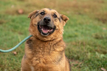 MOTEK, Hund, Mischlingshund in München - Bild 8
