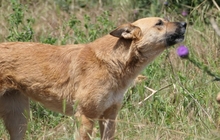 INIMA, Hund, Mischlingshund in Rumänien - Bild 2