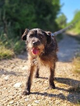 TOBY, Hund, Mischlingshund in Rumänien - Bild 4