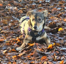 ATENA, Hund, Mischlingshund in Bissendorf - Bild 3