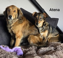 ATENA, Hund, Mischlingshund in Bissendorf - Bild 4