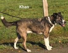 KHAN, Hund, Mischlingshund in Bissendorf - Bild 2