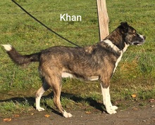 KHAN, Hund, Mischlingshund in Bissendorf - Bild 4