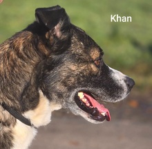 KHAN, Hund, Mischlingshund in Bissendorf - Bild 5