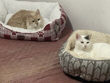 AMINA, Katze, Europäisch Kurzhaar in Zypern - Bild 3