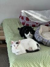 AMINA, Katze, Europäisch Kurzhaar in Zypern - Bild 4