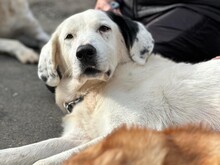 KARLIE, Hund, Mischlingshund in Aerzen - Bild 1