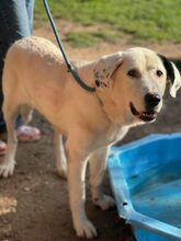 KARLIE, Hund, Mischlingshund in Aerzen - Bild 2